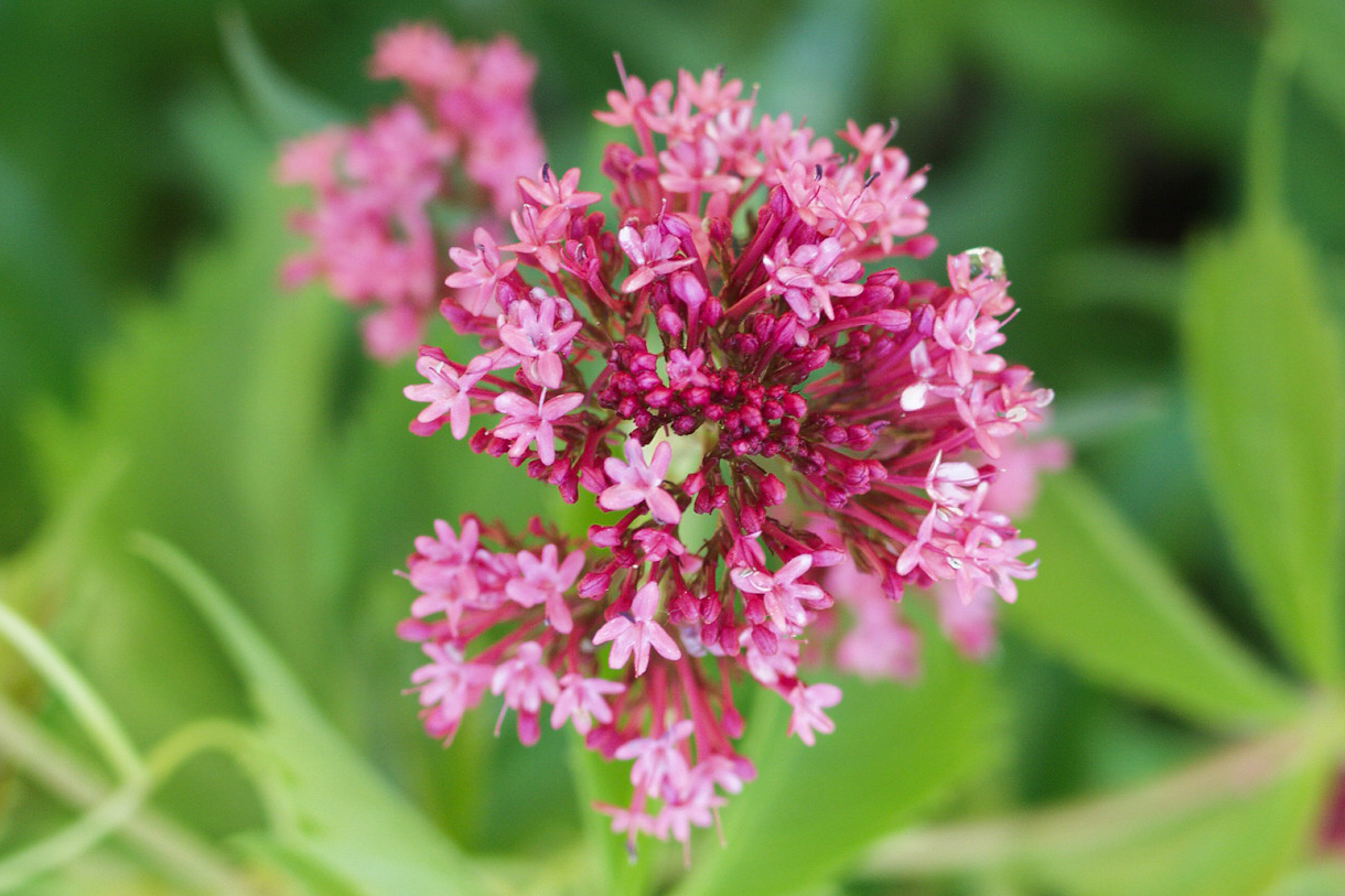 Red Valerian